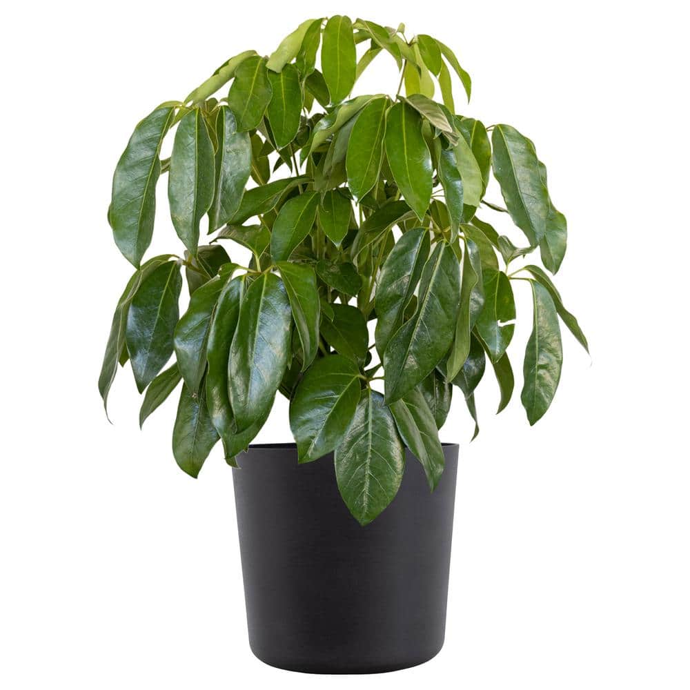 Umbrella Tree Schefflera Amate Live Indoor Outdoor Plant in 10