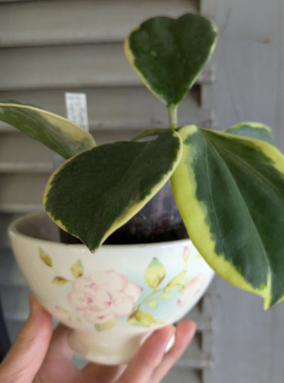 ホヤ パキクラダ 斑入り アルボ | 植物あれこれ