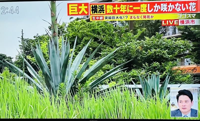 横浜に突如現れた「リュウゼツラン」が、ちょっとした観光名所に