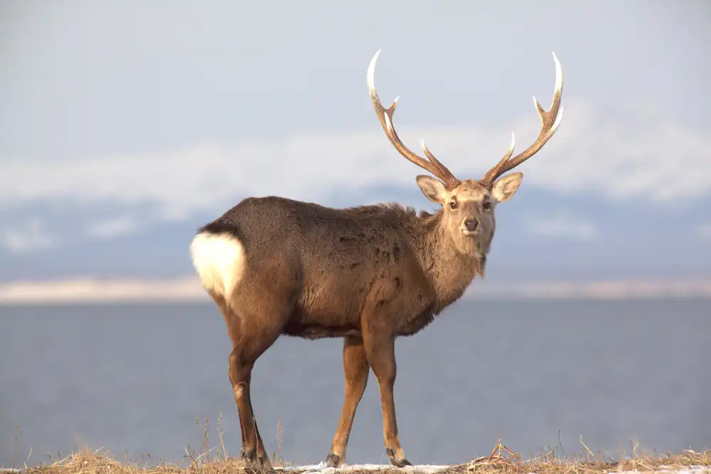 北海道全域に生息する「エゾシカ」ってどんな動物？野付半島の雪の中を