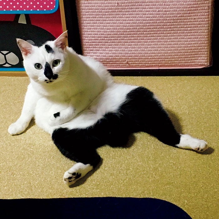 ドコノコ〉と一緒に猫の習性を学びました。おじ座り – Dokonoko