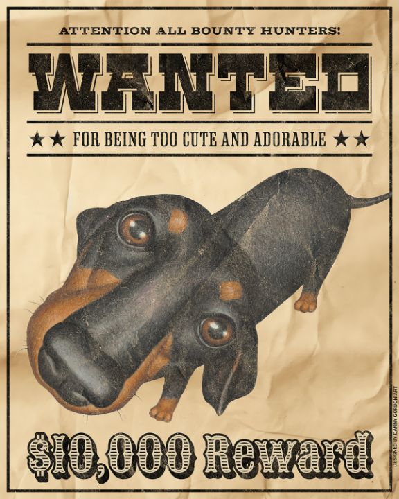 Cute Dachshund Wanted Poster - Danny Gordon Art - Drawings