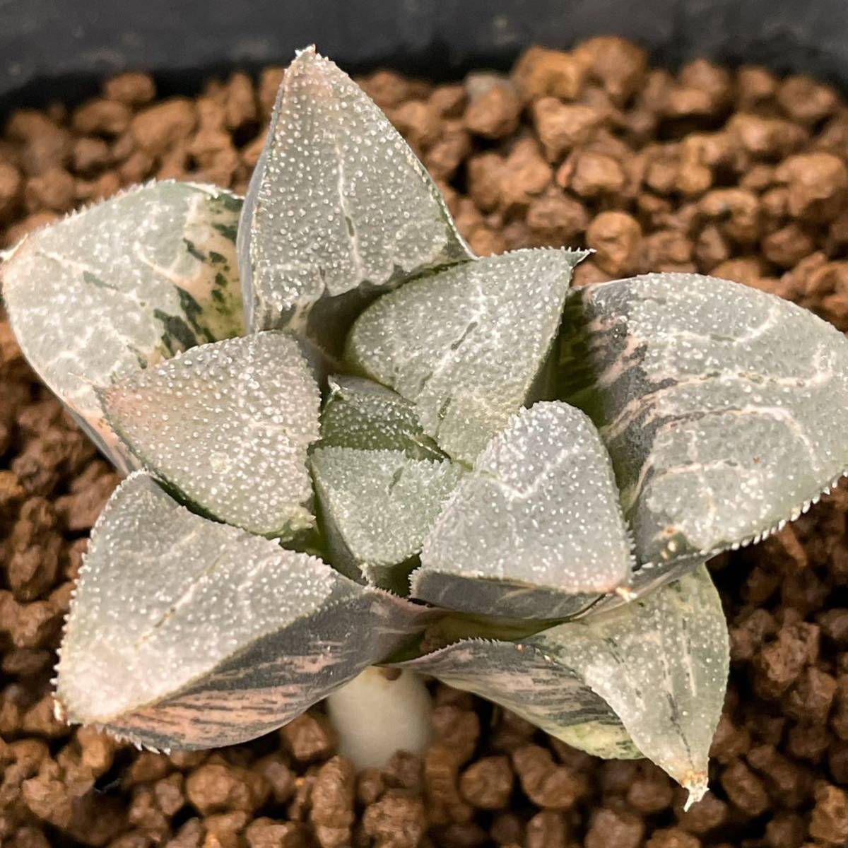 51E 多肉植物 ハオルチア 巨骨舌魚コレクタ錦 根が少ない 多肉植物