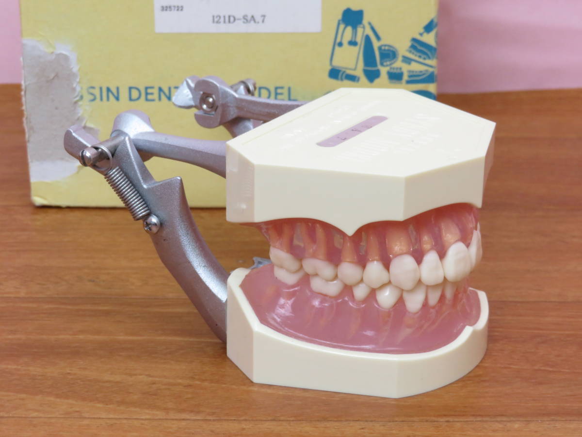 顎模型 マネキンセット NISSIN dental modelシンプルマネキンⅢ｜株式