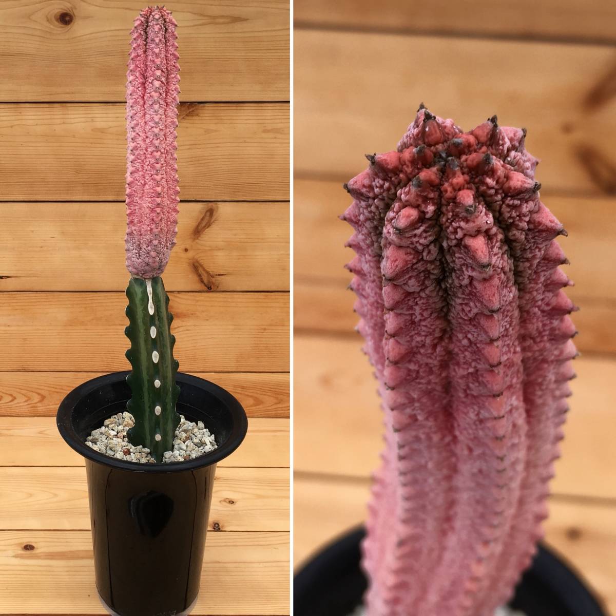 空*豆様 ユーフォルビア アブデルクリ 'Damask' 多肉植物 サボテン 塊