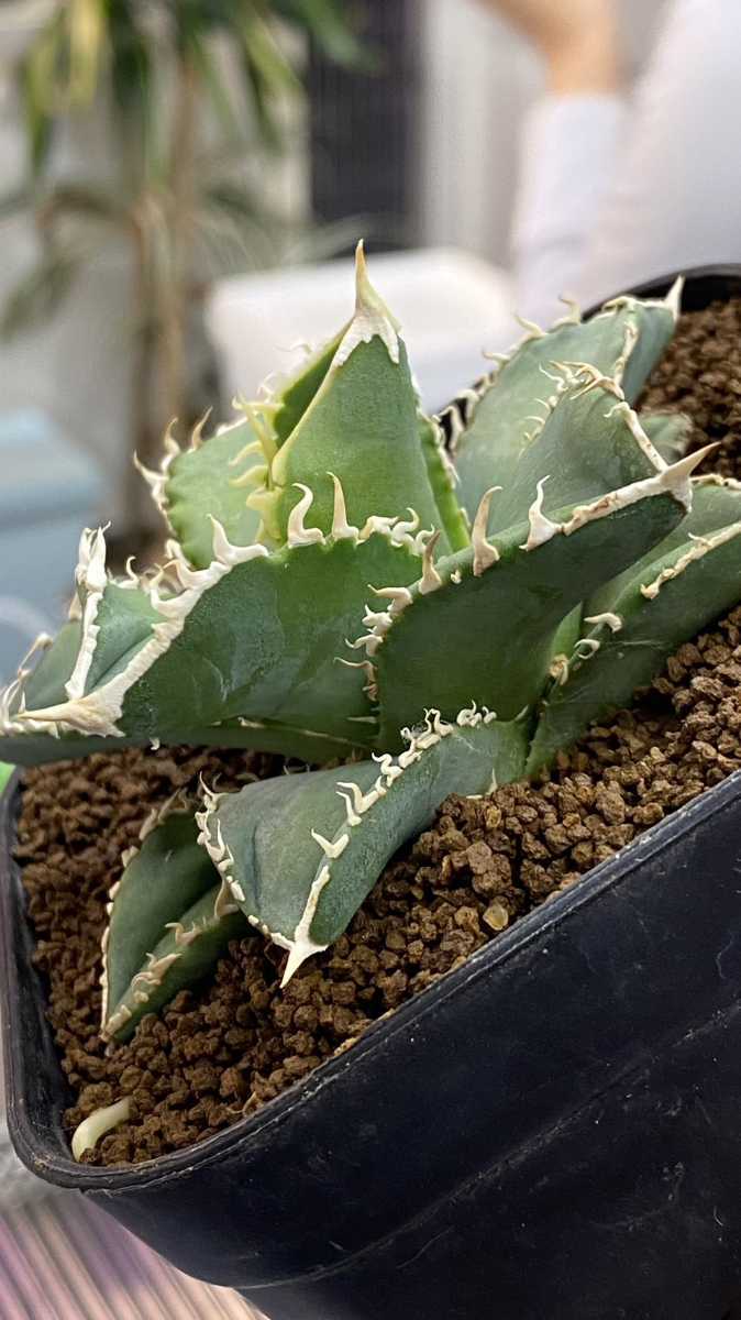 Agave IVORY W.A3 子株 発根済 訳アリ格安注意事項 Agave IVORY W.A4