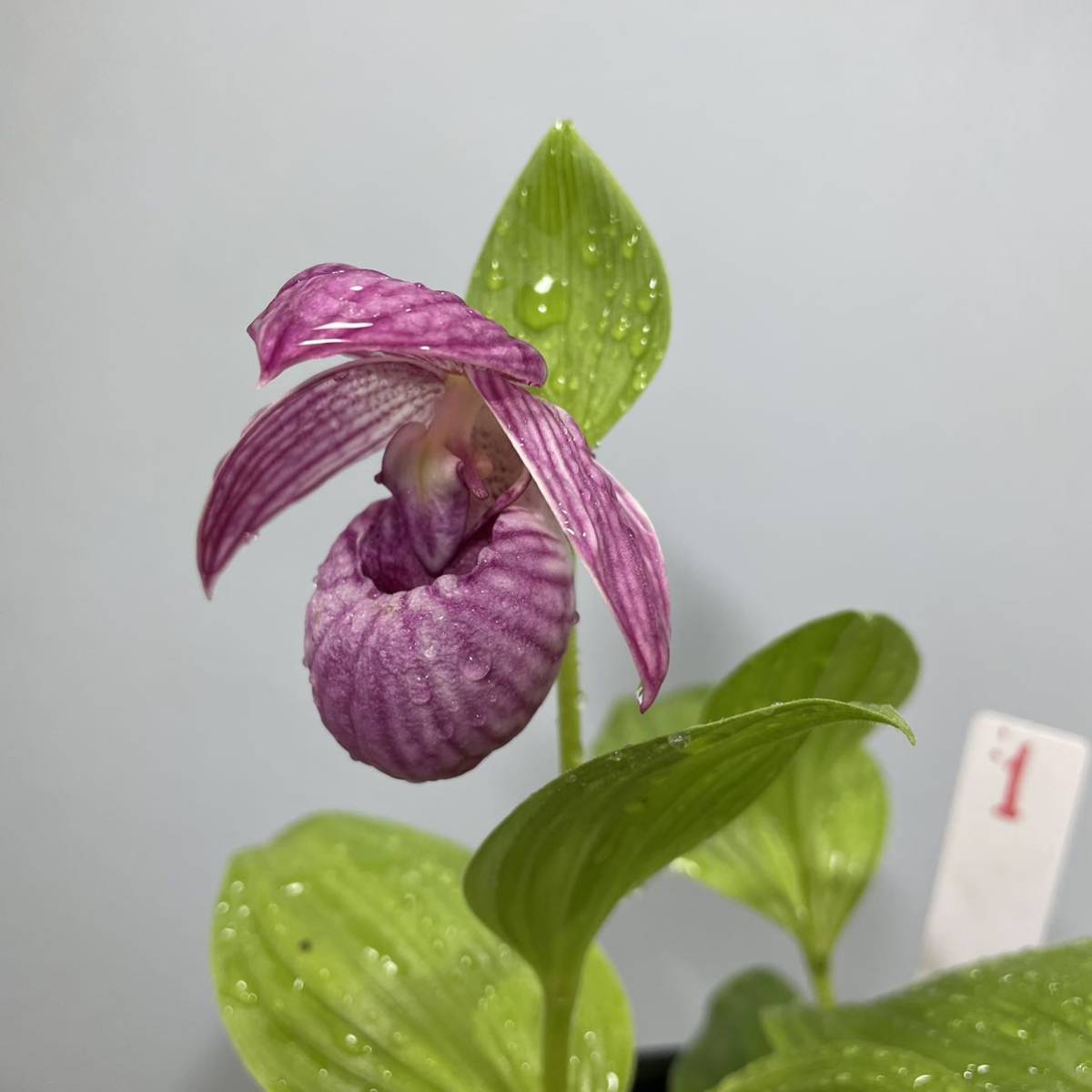 新品】【山野草】 アツモリソウ 新潟ホテイアツモリソウ × 岩手