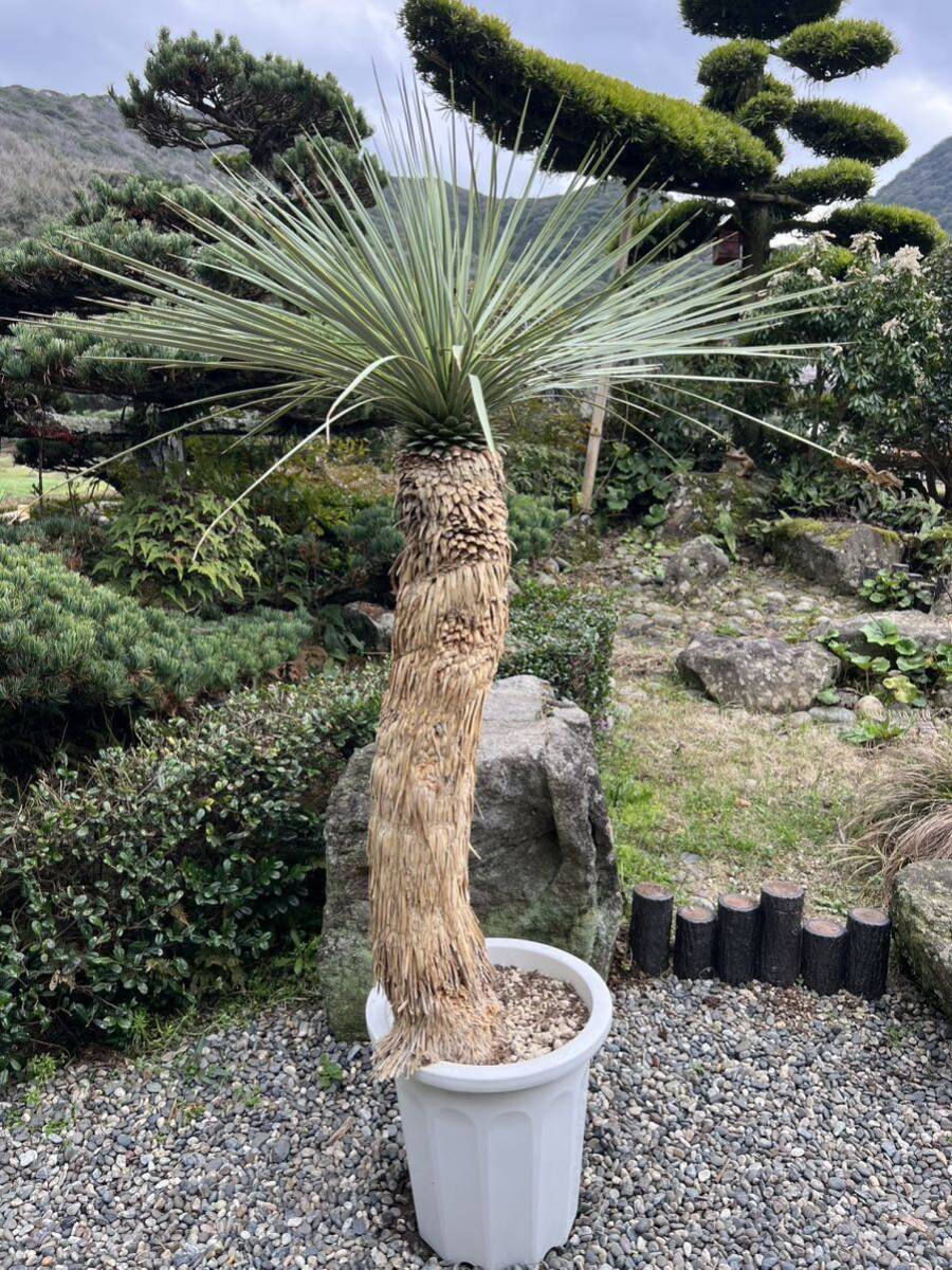 チャメロプス ドライガーデン カルフォルニアスタイル ヤシの木 送料込