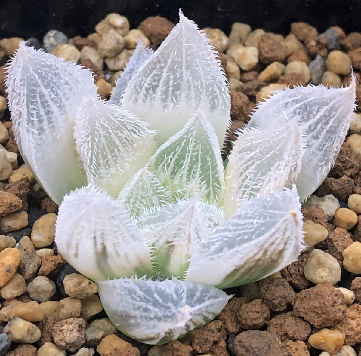 ハオルチア 白蛇伝 カキ仔 発根済み 白蛇伝】白蛇伝カキコ発根済み！