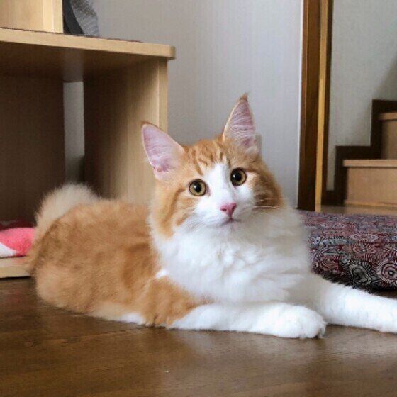 猫の見分け方を解説！3種の「もふもふ長毛猫」の特徴や違い｜ねこのき