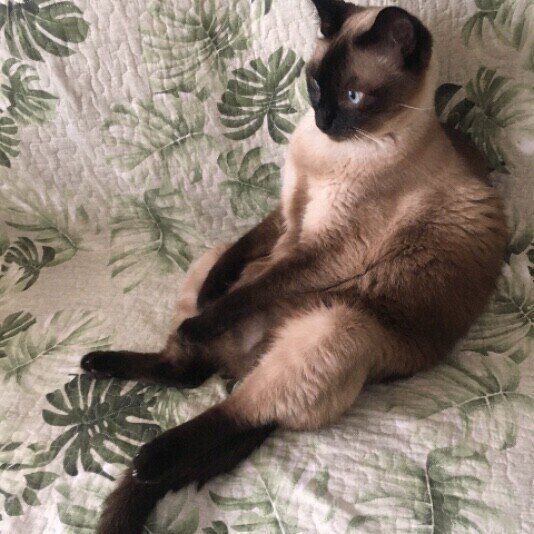 猫界のスーパーモデル！あらためて知りたいシャム猫の美しさ｜ねこのき