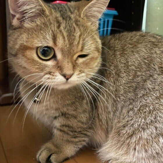 かわいい表情にキュンとする♡ ウインクする猫たちの写真集｜ねこのき