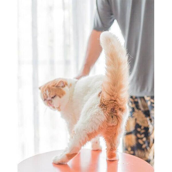クイズ】猫のしっぽが上向きにピン！ としているときの気持ちは？｜ね