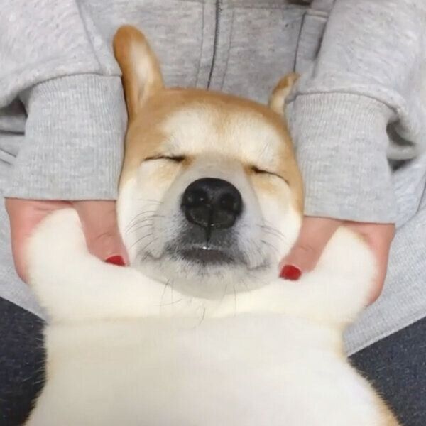 完全にマシュマロだ…マッサージしてもらう柴犬のもちもちとろとろ感が