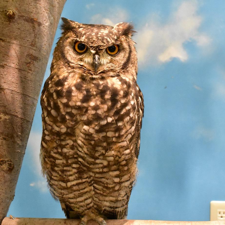 高品質 アフリカワシミミズク（Spotted Eagle-owl）剥製 高品質