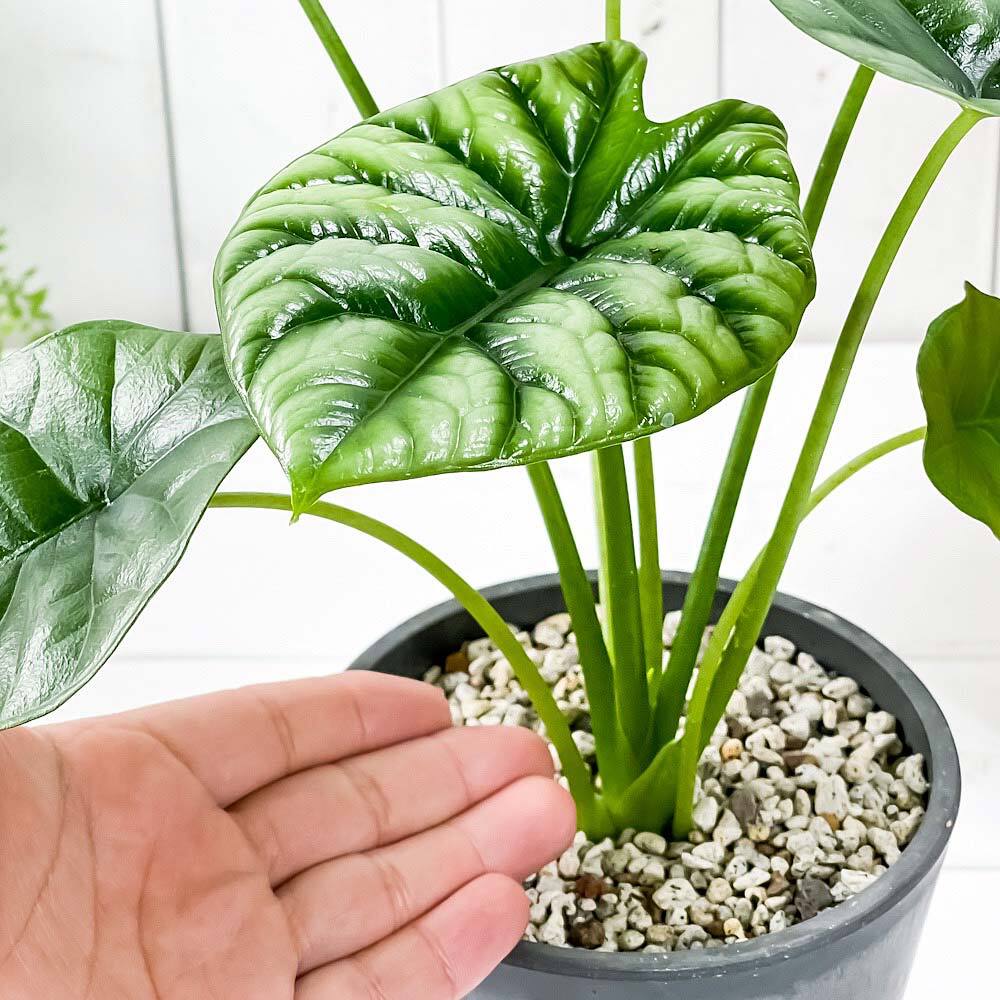 PLANCHU 観葉植物 アロカシア シヌアータ 4号樹脂鉢 ダークグレー