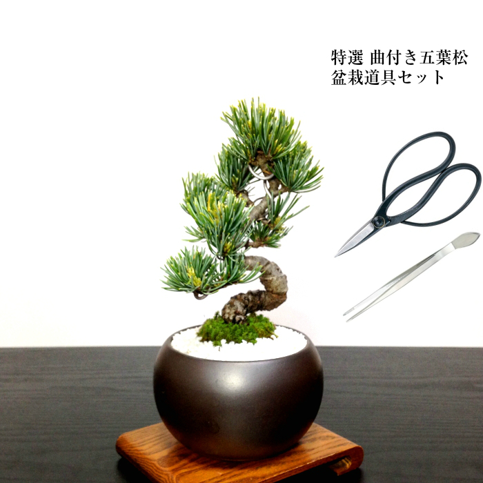盆栽 松 道具セット 盆栽 松《別格》樹形美 樹齢5年 捻転幹 五葉松