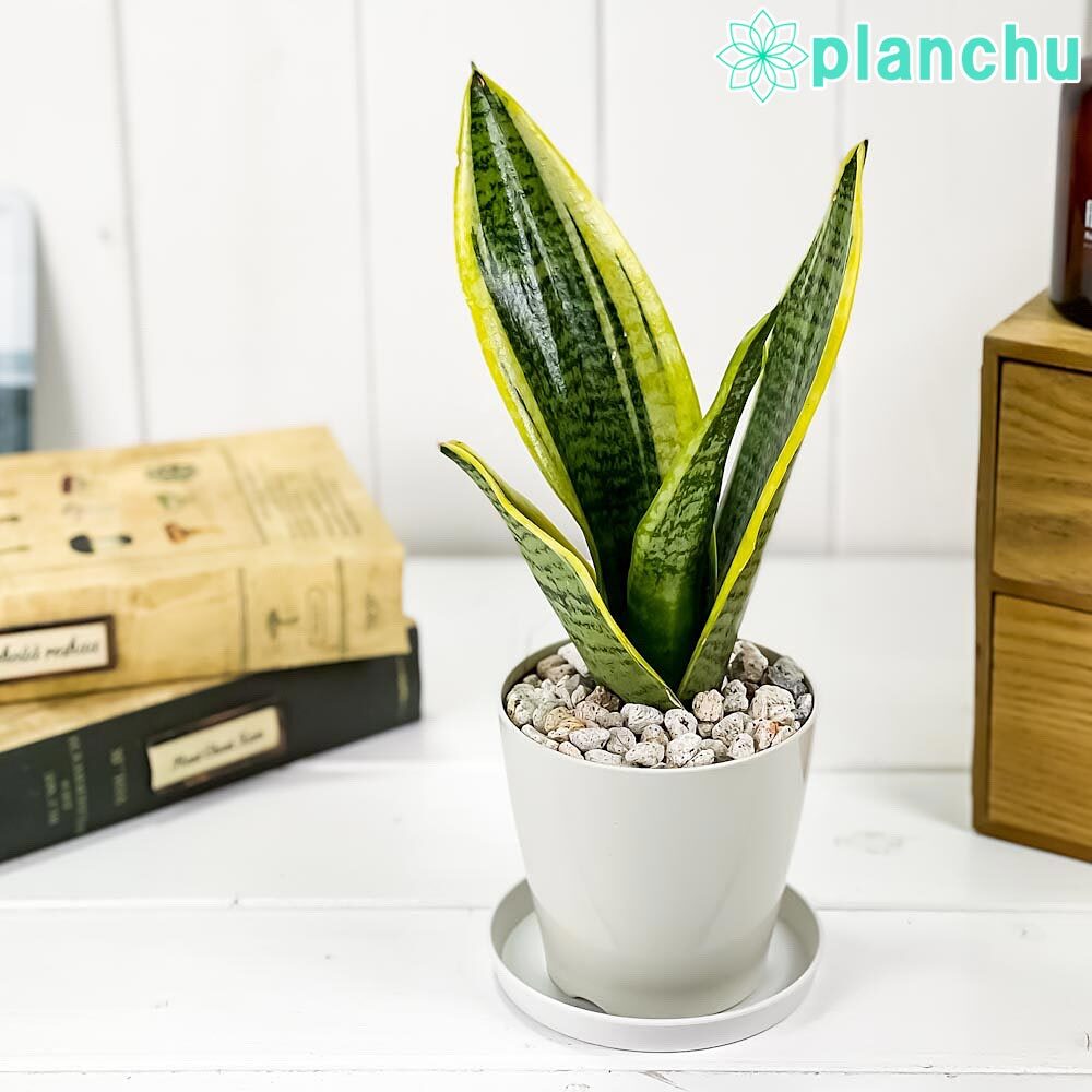 PLANCHU 観葉植物 サンセベリア スパーバ 3.5号鉢 受け皿付き 育て方
