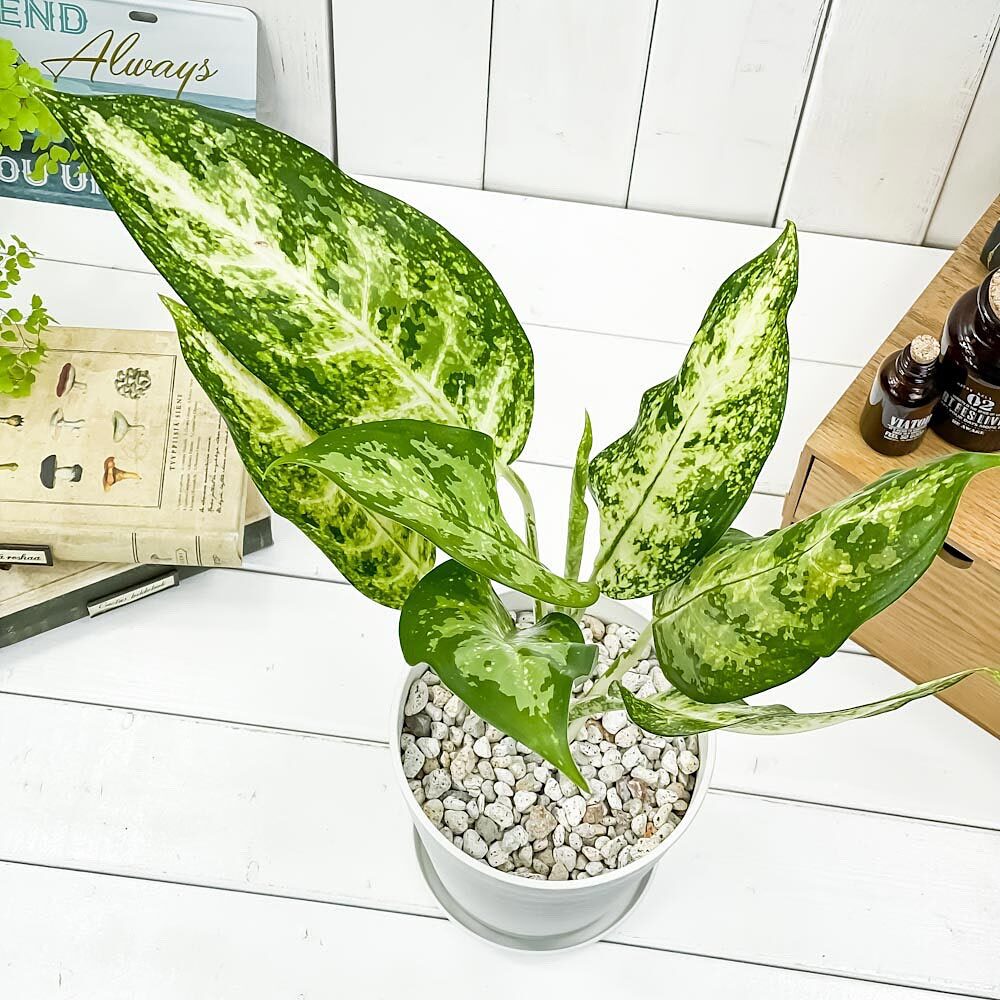 PLANCHU 観葉植物 アグラオネマ プセウドブラクテアツム 5号鉢 受け皿