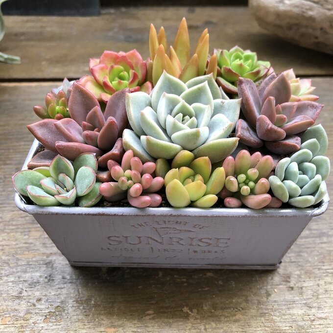 多肉植物 ブリキ鉢の寄せ植え】☆｜ 可愛い もりもり 玄関先に