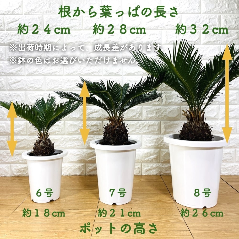 ソテツ 蘇鉄 8号鉢 庭木 記念樹 シンボルツリー 観葉植物 風水 地植え