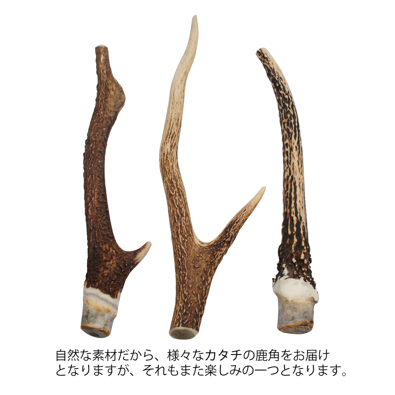 安心・安全の国産 国産の二ホン鹿の角【20cm 小型犬】鹿の角 犬