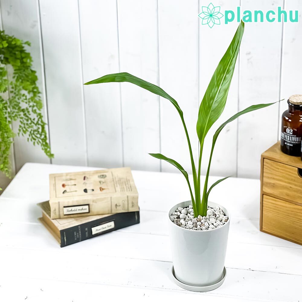 PLANCHU 観葉植物 タビビトノキ 4号鉢 受け皿付き 育て方説明書付き