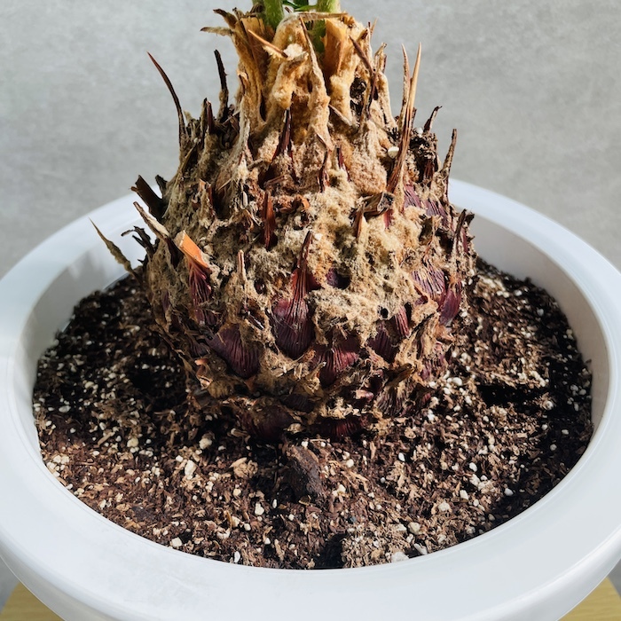 ソテツ 蘇鉄 6号鉢 庭木 記念樹 シンボルツリー 観葉植物 風水 地植え