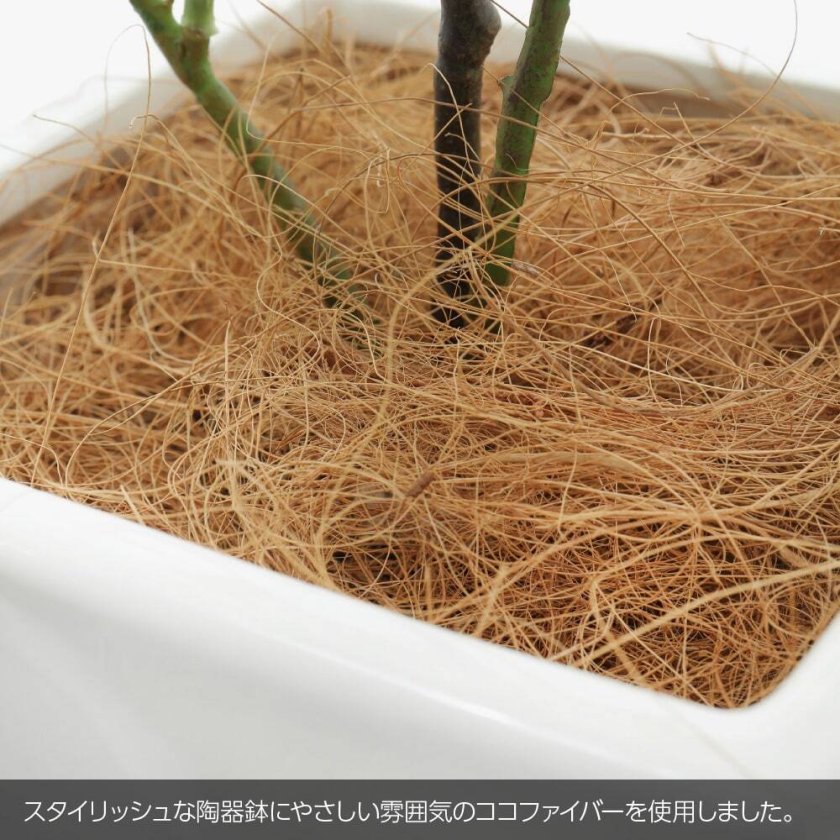 フェイクグリーン 大型 人工 観葉植物 造花 神秘の木 サバンナ
