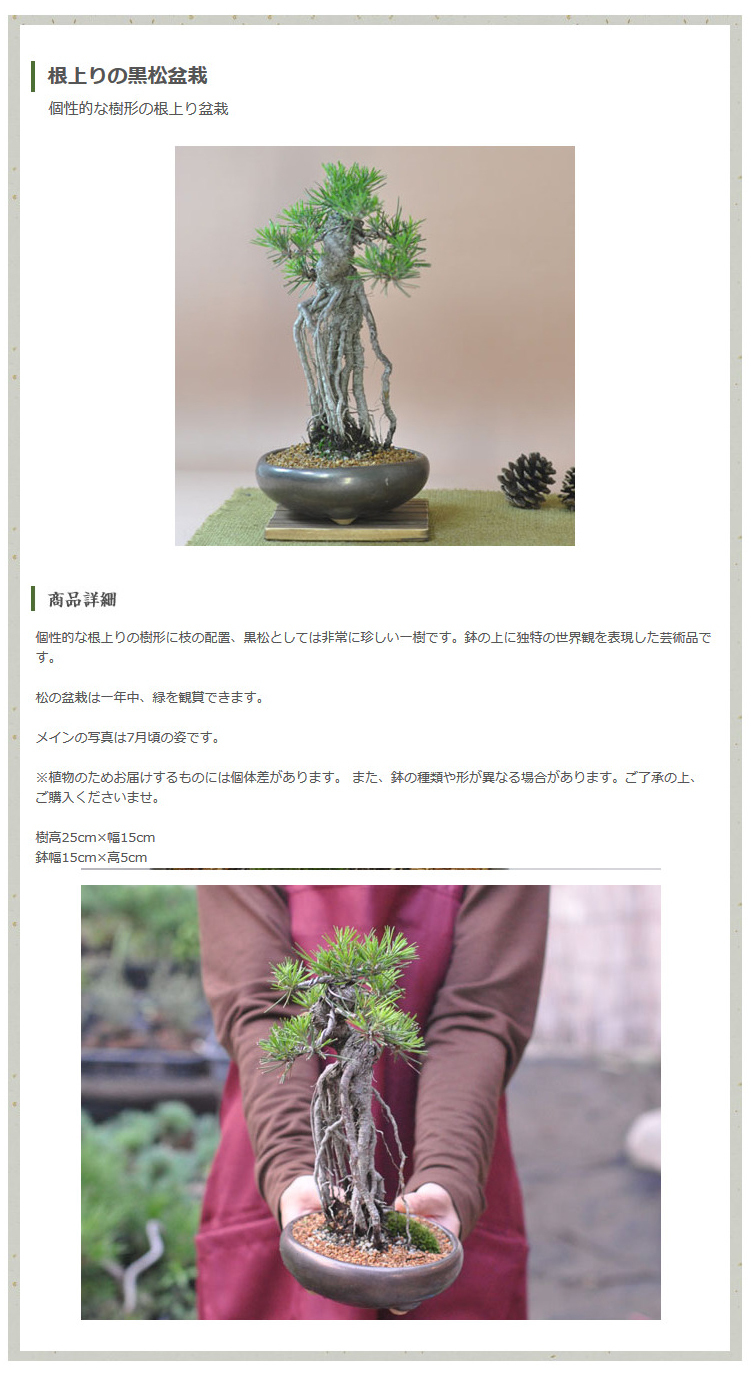 送料無料 盆栽 根上りの黒松盆栽 観葉植物 鉢植え 和 贈り物 趣味
