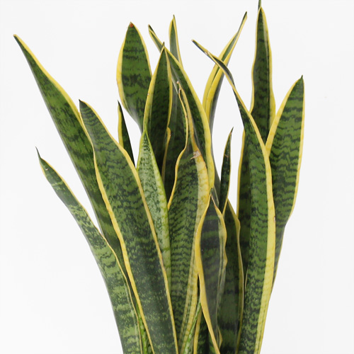 観葉植物「サンスベリア」6号｜フラワーギフト通販ならイイハナ