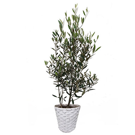 観葉植物「オリーブ8号 陶器鉢」｜法人向けビジネスフラワーギフト通販