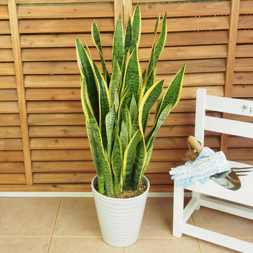 観葉植物「サンスベリア」7号｜フラワーギフト通販ならイイハナ