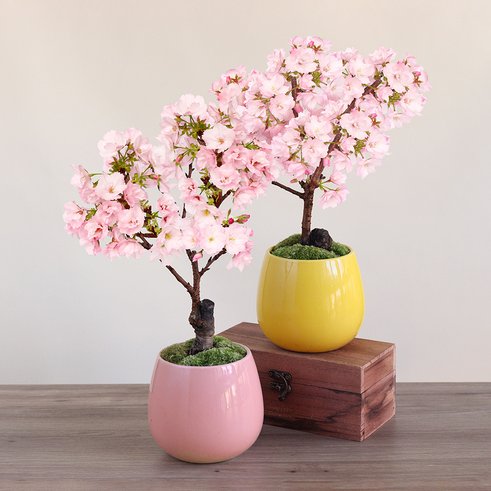 盆栽「はんなり桜 選べる2色」｜桜・桃・梅特集｜フラワーギフト通販
