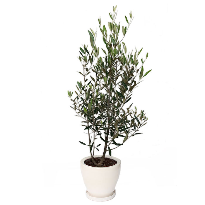 観葉植物「オリーブ8号 陶器鉢」｜フラワーギフト通販ならイイハナ