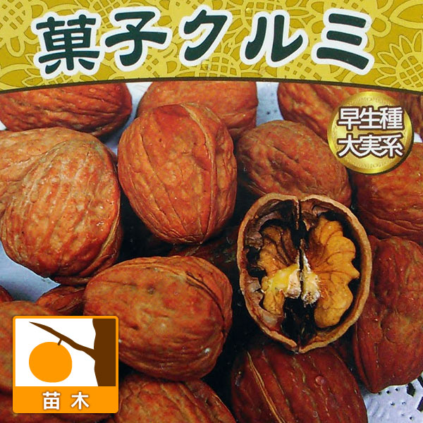 園芸ネット本店｜クルミ：信濃クルミ（しなのくるみ）実生苗4.5号