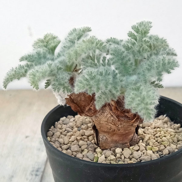 園芸ネット本店｜ペラルゴニウム：アッペンディクラツム 3号鉢植え の