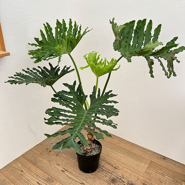 園芸ネット本店｜フィロデンドロン：セローム（幹上がり） 7号鉢植え