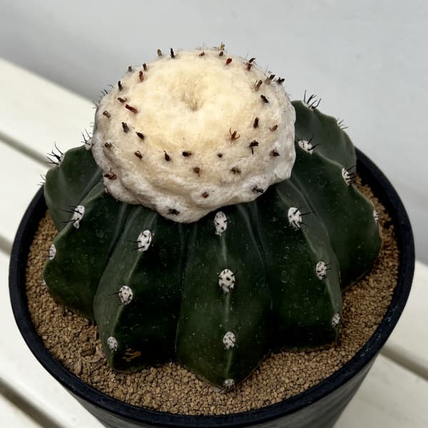 園芸ネット本店｜サボテン：メロカクタス クルビスピヌス 6号鉢植え の