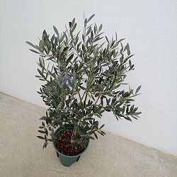 園芸ネット本店｜オリーブ：ミッション 8号鉢植え* の通販【公式】