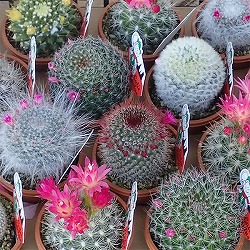 園芸ネット本店｜花サボテン 品種ミックス3号ポット 2株セット の通販