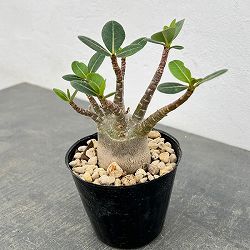園芸ネット本店｜ブーファン：ディスティチャ 4号鉢植え* の通販【公式】