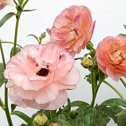 園芸ネット本店｜ラナンキュラス：ラックス ヘスティア3.5-4号ポット