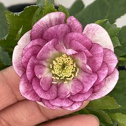 園芸ネット本店｜若泉ファームさんのクリスマスローズ：セミダブル24