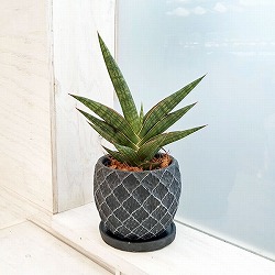 園芸ネット本店｜サンセベリア：ファンウッドミカド 4.5号陶器鉢植え