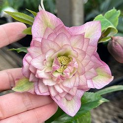 園芸ネット本店｜花郷園さんのクリスマスローズ：24-05セミダブル