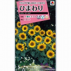 園芸ネット本店｜ヒマワリ：ユニークカラー矮性ひまわり パキート