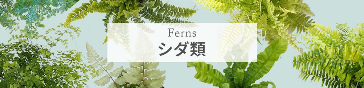 園芸ネット本店｜観葉植物:シダ類 の商品一覧 【公式】
