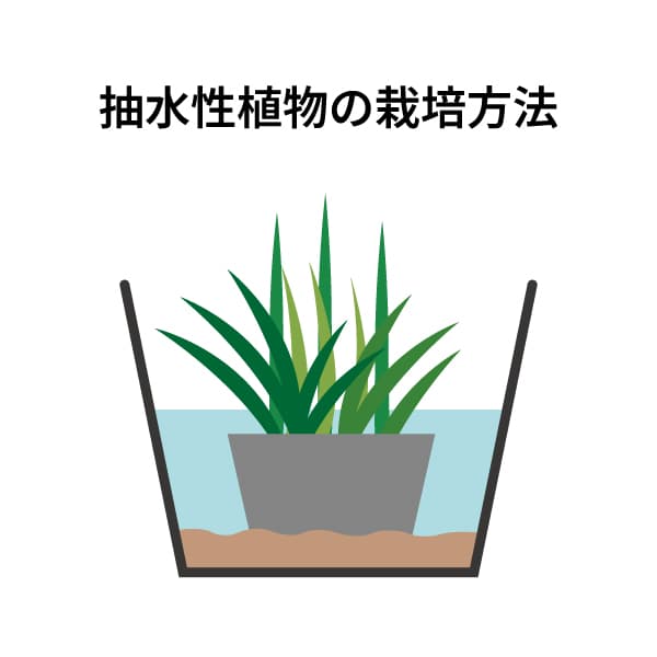 園芸ネット本店｜水生植物(ウォータープランツ)：ウォーター