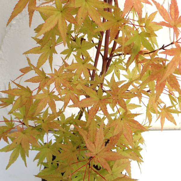 紅葉 流泉/901 紅葉 流泉/901